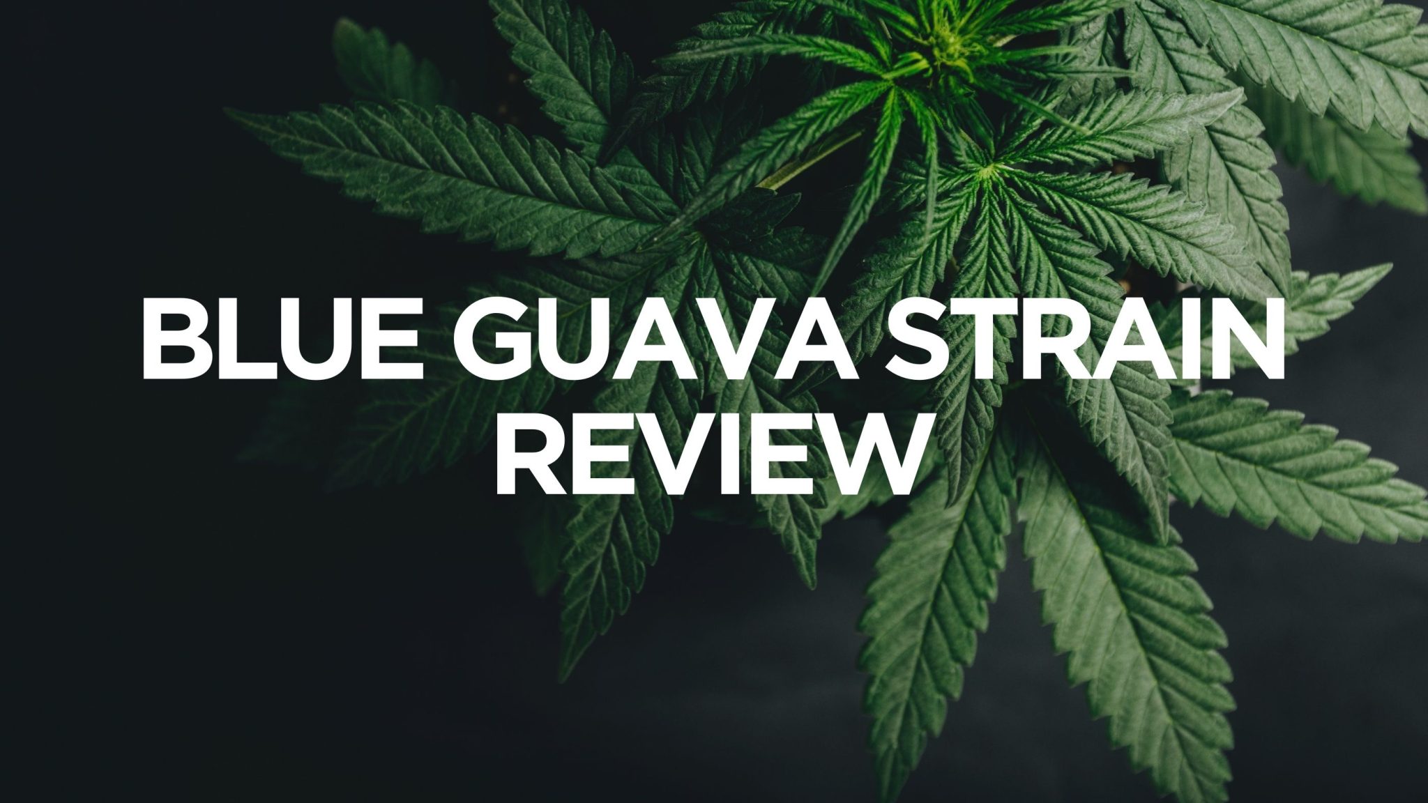 Blue Guava Strain Review Chronic Paradise