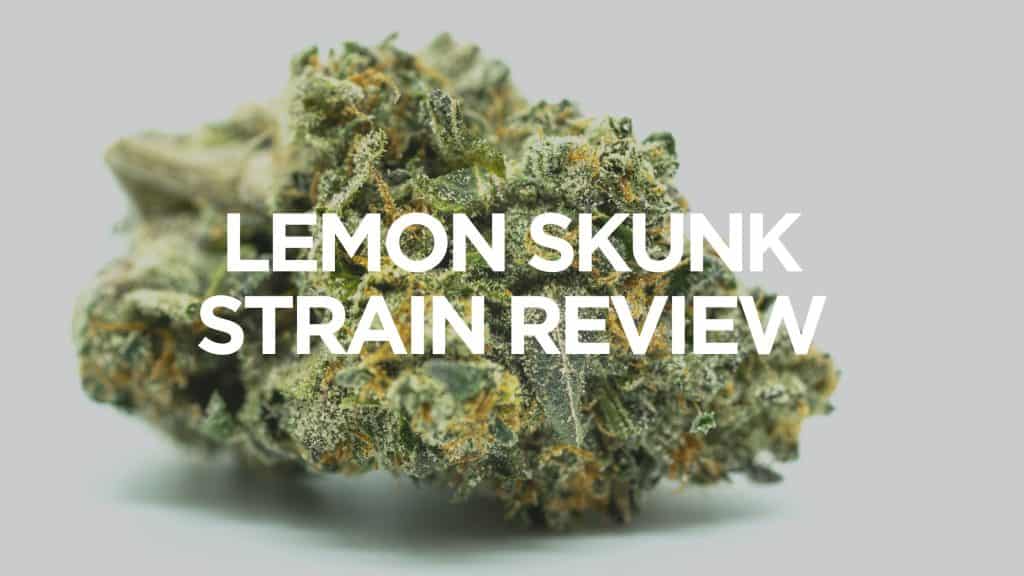 Lemon-Skunk-Strain-Review
