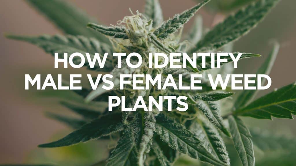 How-To-Identify-Male-Vs-Female-Weed-Plants