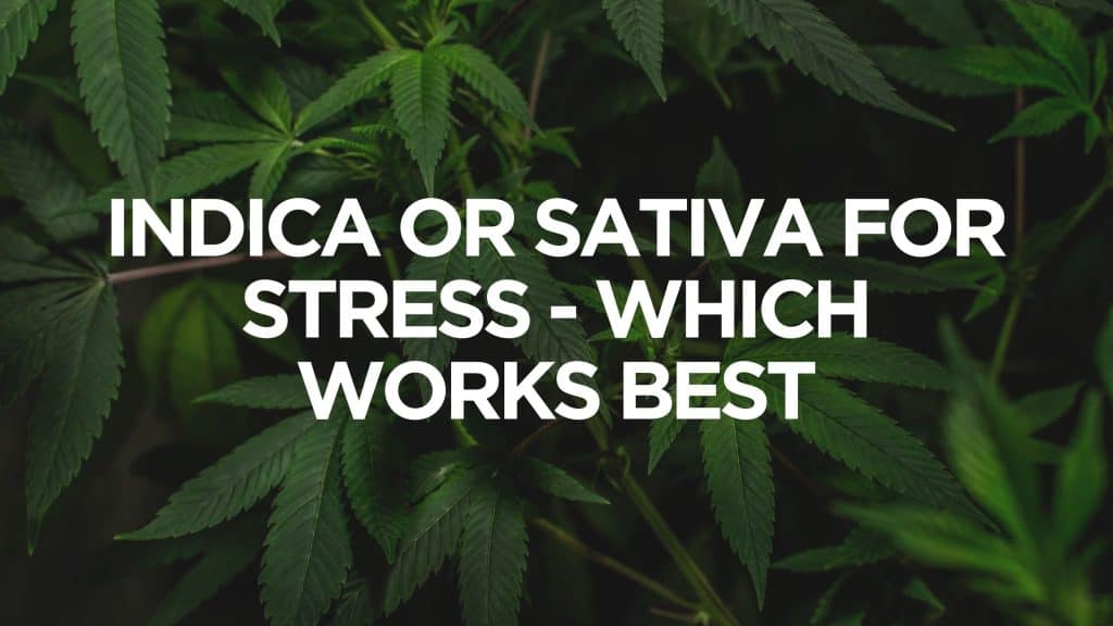 Indica-Or-Sativa-For-Stress-Which-Works-Best